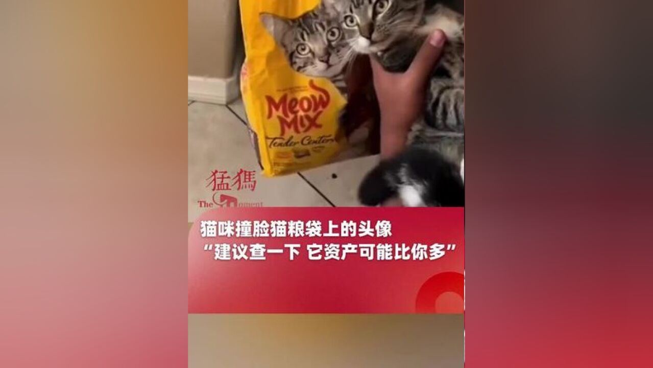 猫咪撞脸猫粮袋上的头像,看它眼神有点儿心虚 可能以为接私活被发现了,“建议查一下 它资产可能比你多”