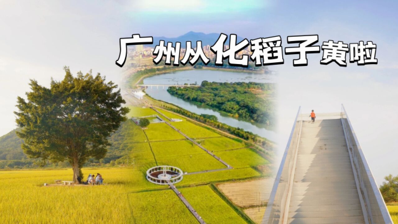 从化这片稻田火了,离广州市区仅1个半小时,已晋升为网红打卡地