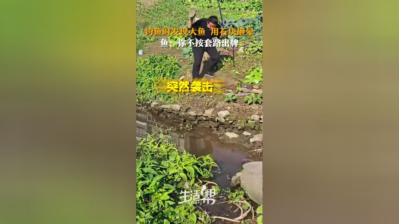 钓鱼时发现大鱼 用石块砸晕