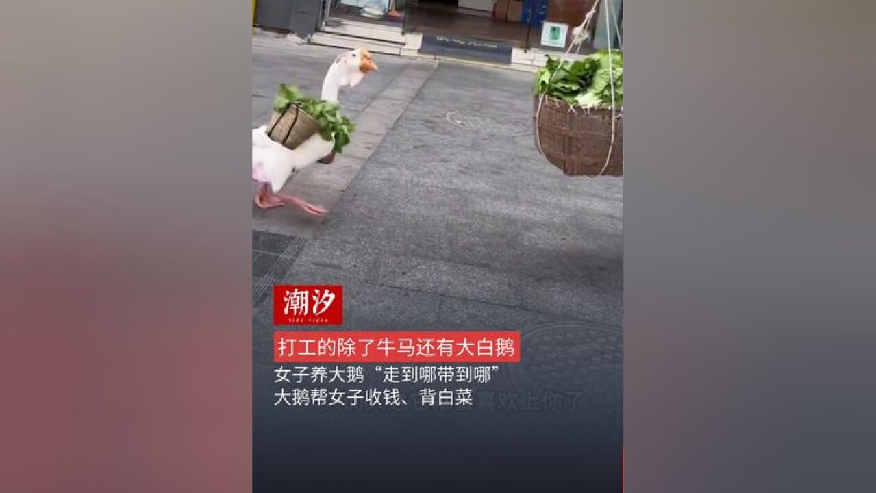 打工的除了牛马还有大白鹅,女子养大鹅“走到哪带到哪”,大鹅帮女子收钱、背白菜