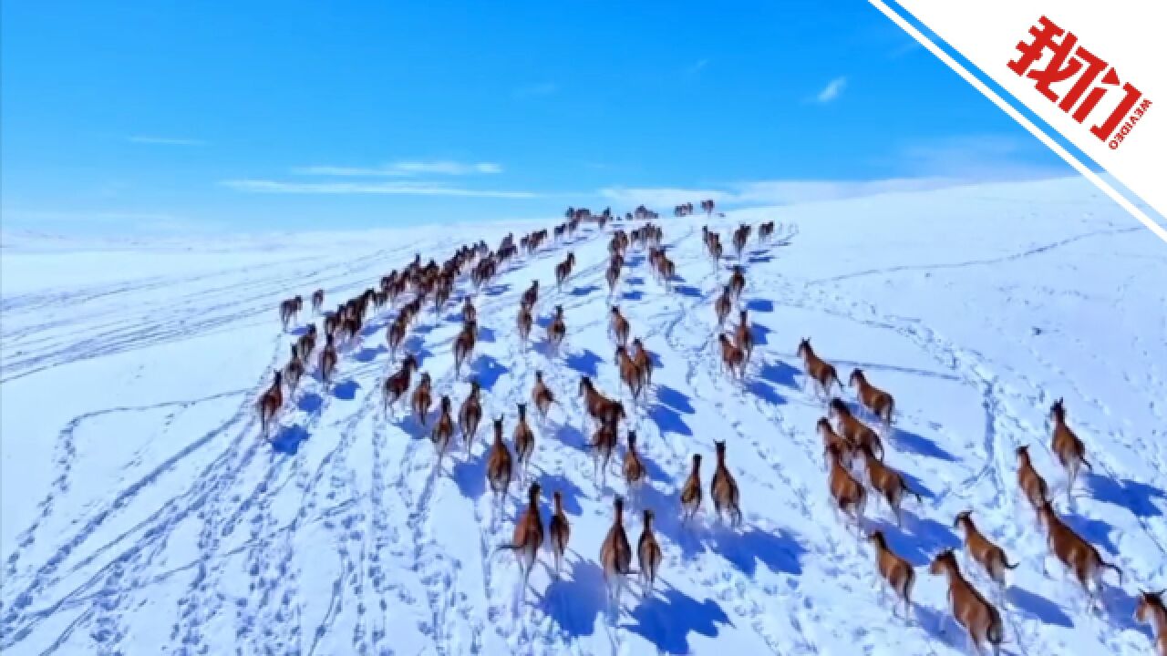 航拍青海藏野驴雪地迁徙场面壮观 拍摄者:特别激动 没见过这么多