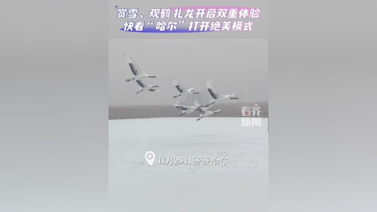 赏雪、观鹤扎龙开启双重体验快看“哈尔”打开绝美模式