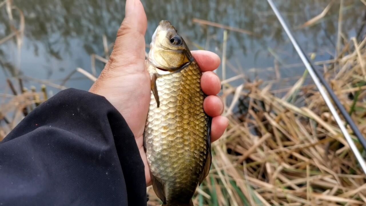 黄河滩发现新的芦苇沟,开钓位把小伙累坏,不料第一条鱼让他惊呼