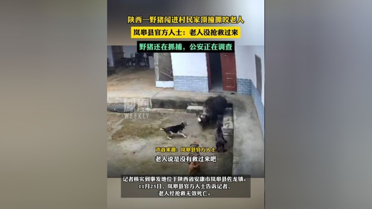 陕西一野猪闯进村民家顶撞撕咬老人:老人抢救无效身亡,野猪还在搜捕