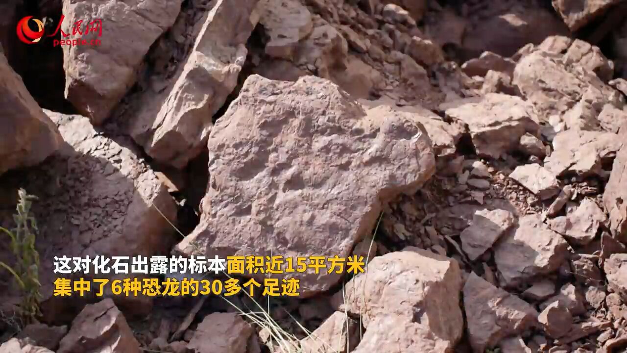 罕见!福建发现恐龙灭绝前最后阶段活动遗迹