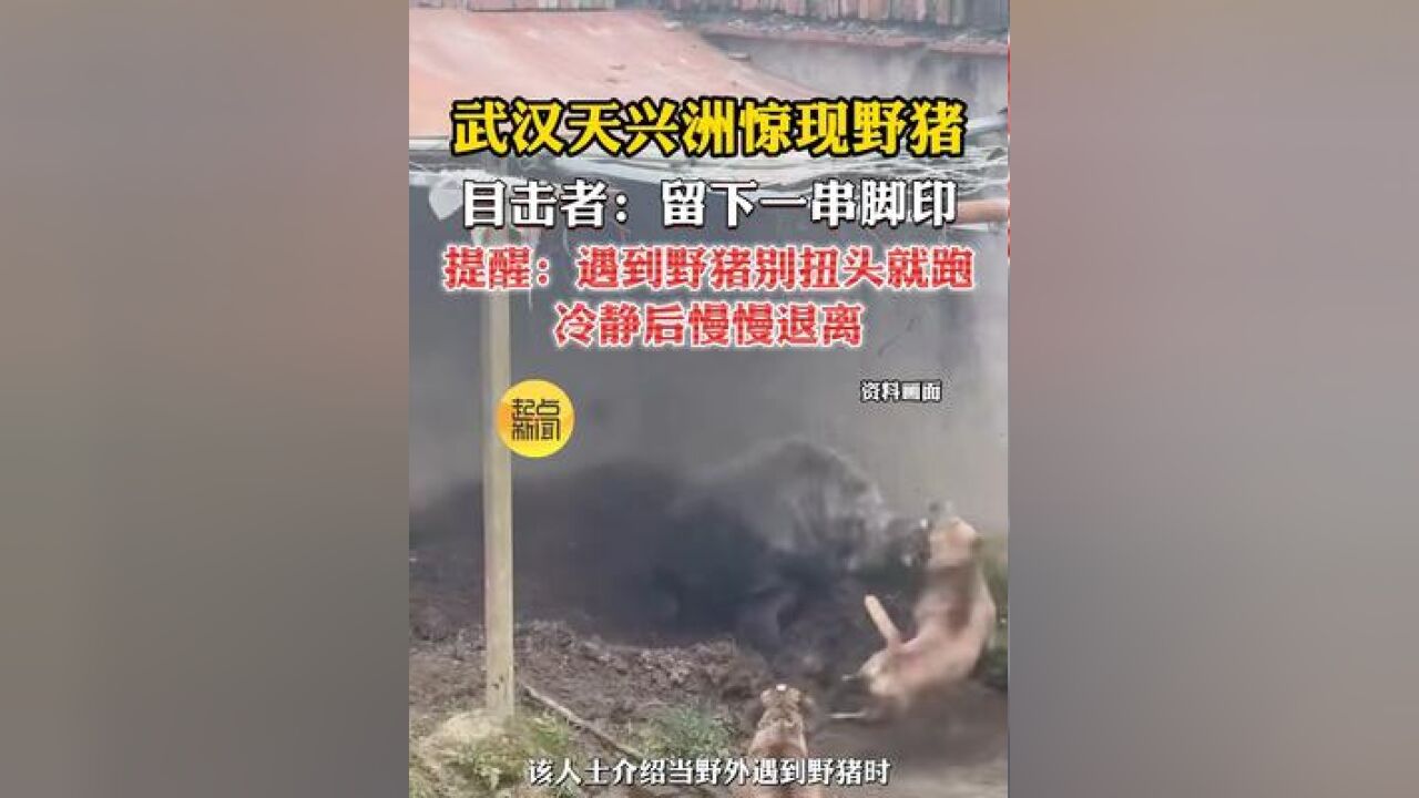 武汉天兴洲惊现野猪,目击者:留下一串脚印,提醒:遇到野猪别扭头就跑冷静后慢慢退离