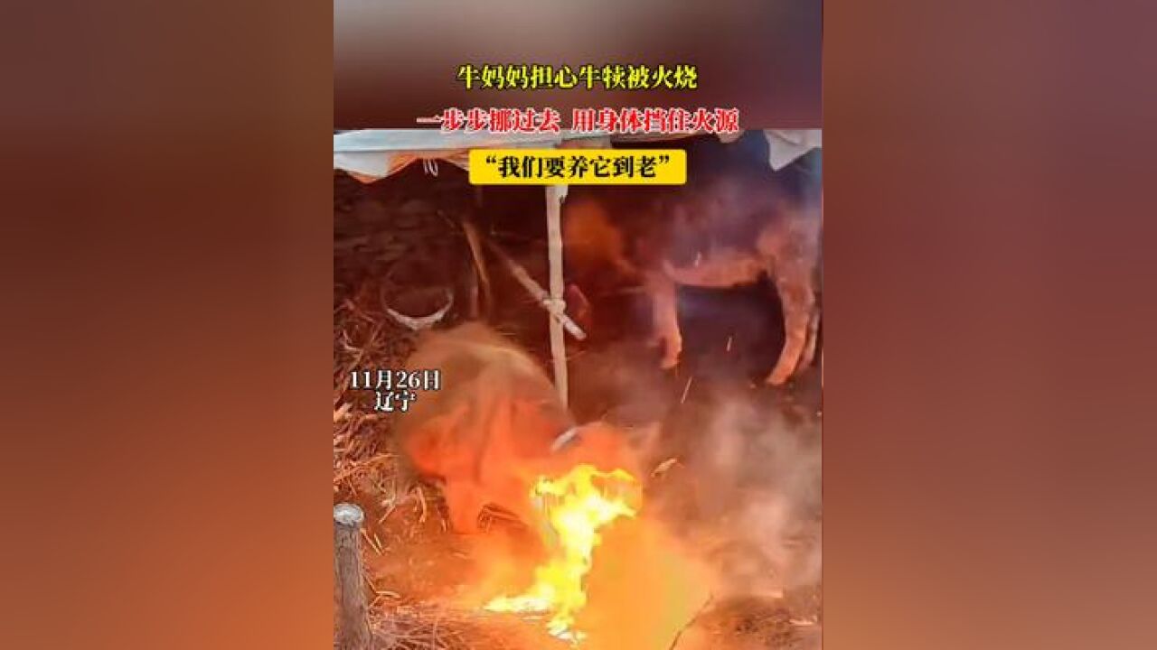 牛妈妈担心牛犊被火烧,一步步挪过去 用身体挡住火源,“我们要养它到老”