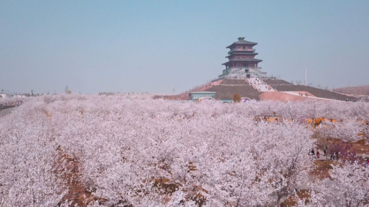 2023年河南ⷮŠ荥阳第八届黄河樱花节盛大启幕