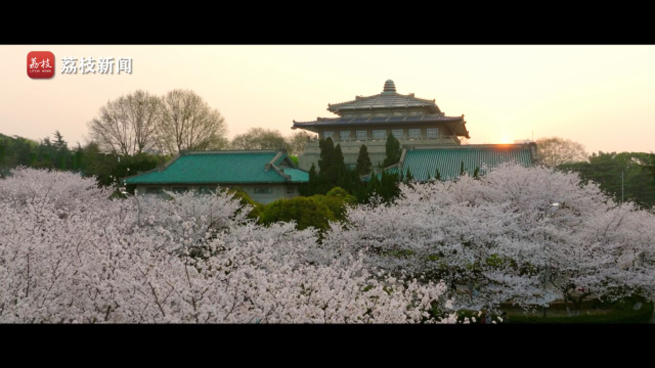 珞樱缤纷!武汉大学樱花盛放花开如雪