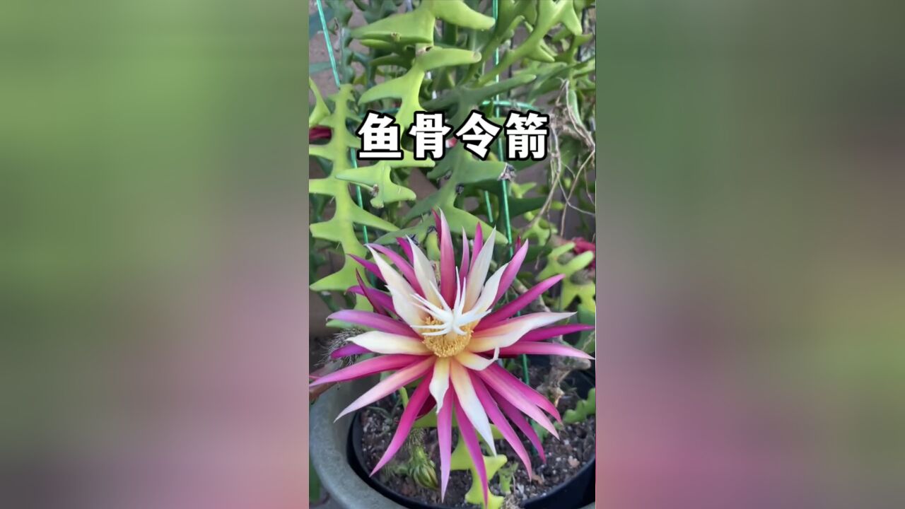 非常漂亮仙气飘飘的花,仙人掌科的鱼骨令箭也叫鱼骨荷花,可赏叶、观花、闻香、吃花果