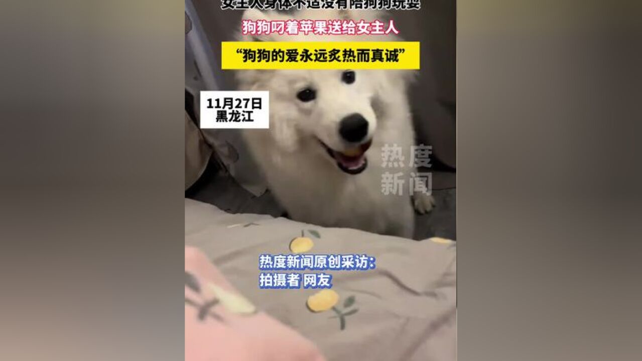 女主人身体不适没有陪狗狗玩耍,狗狗叼的苹果送给女主人,“狗狗的爱永远炙热而真诚”