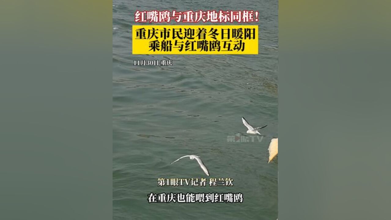 红嘴鸥与重庆地标同框!11月30日重庆,市民迎着冬日暖阳乘船与红嘴鸥互动