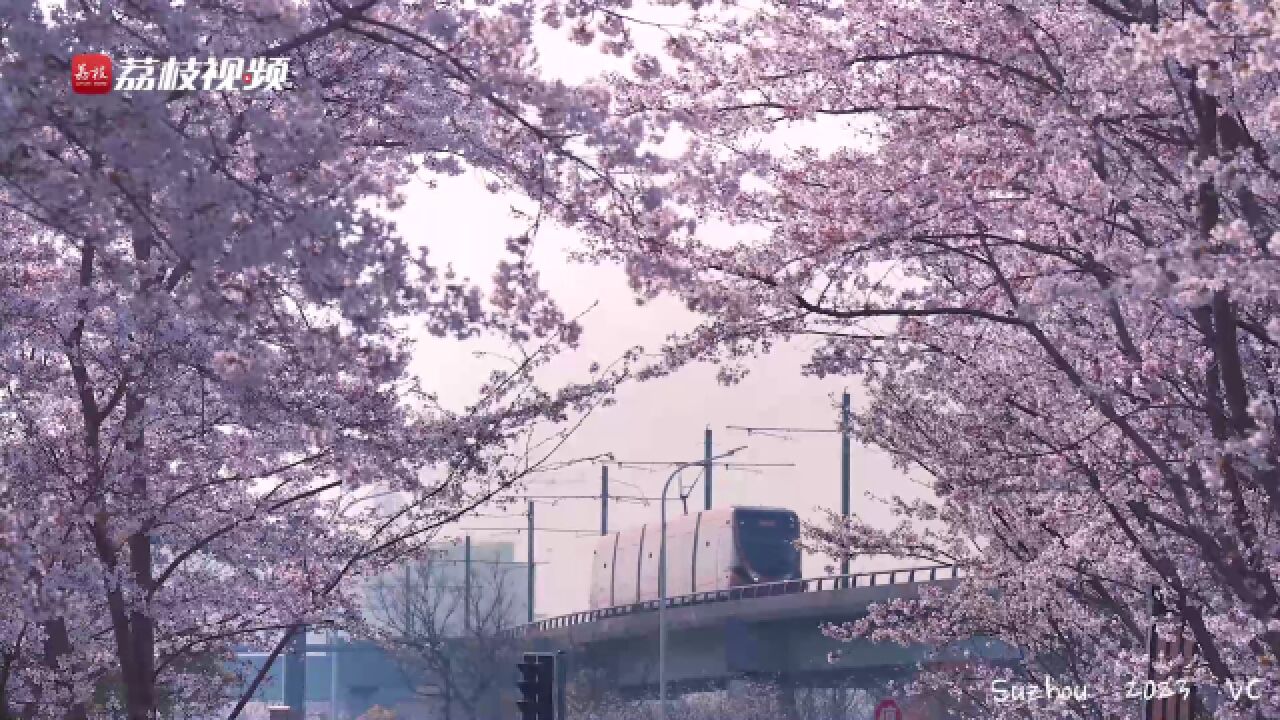 太治愈啦!苏州粉色樱花海有多美