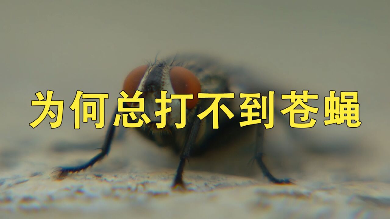 为何总打不到苍蝇?因为你数学没它好