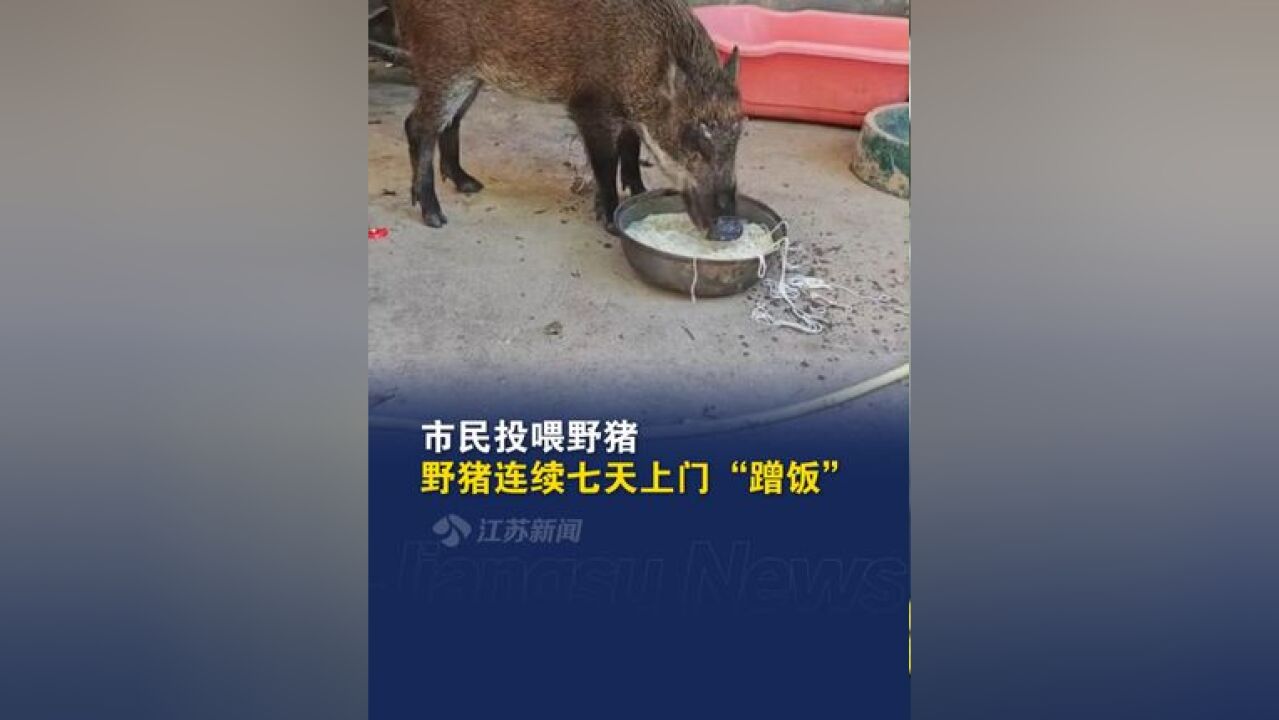 市民投喂野猪 野猪连续七天上门“蹭饭”