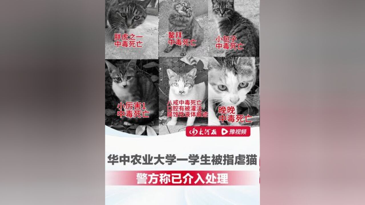 华中农大一学生被指虐猫投毒!10多只流浪猫死亡,在校女生:跟这种人同校太可怕