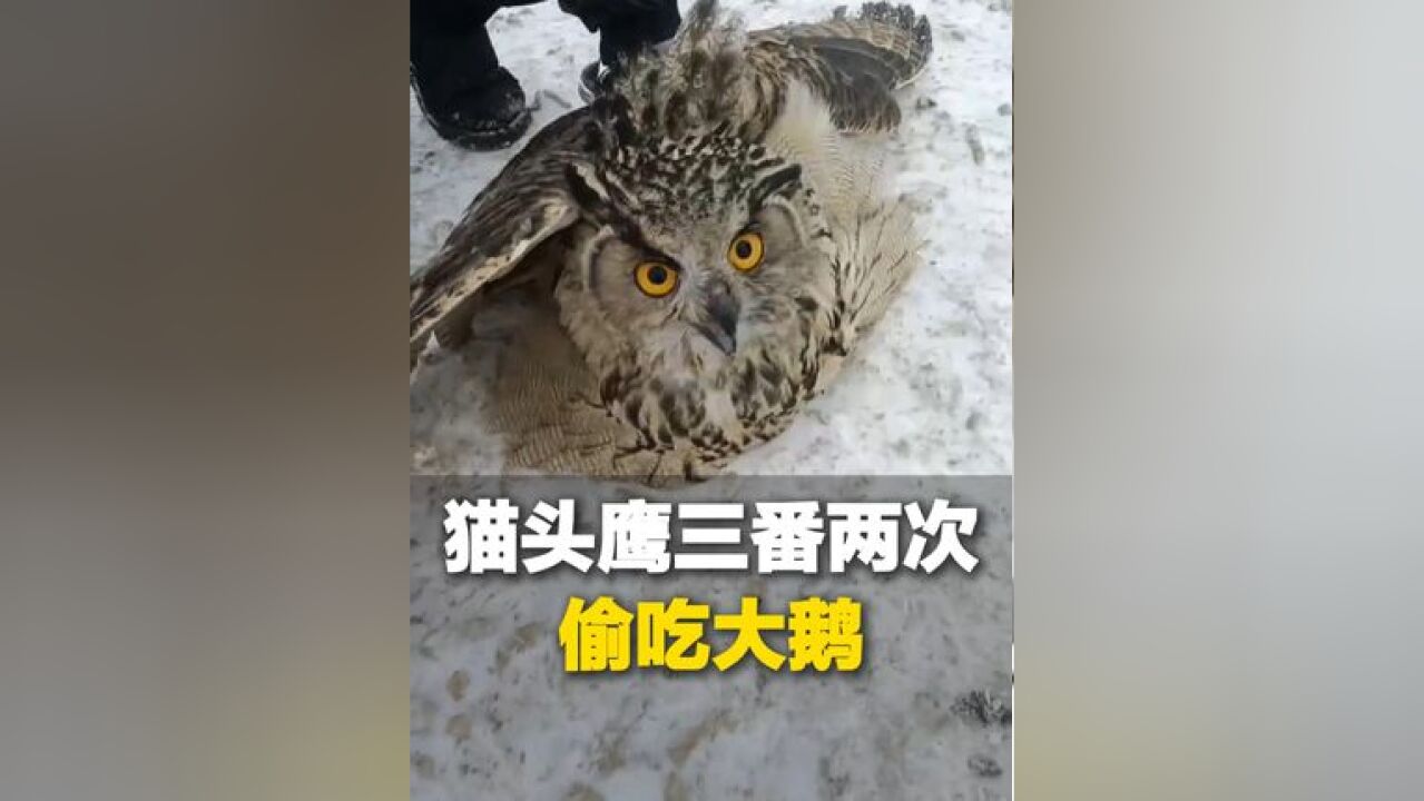 家禽界“扛把子”不敌猛禽“夜猫子”,猫头鹰偷吃大鹅 养殖户抓3次都放了,林业站:国家二级保护动物 放个假人吓吓算了