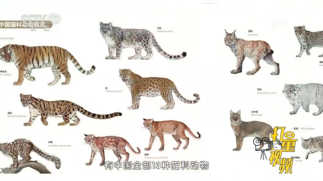 中国猫科动物＂全明星写真集＂!《中国大猫》记录13种本土猫科动物