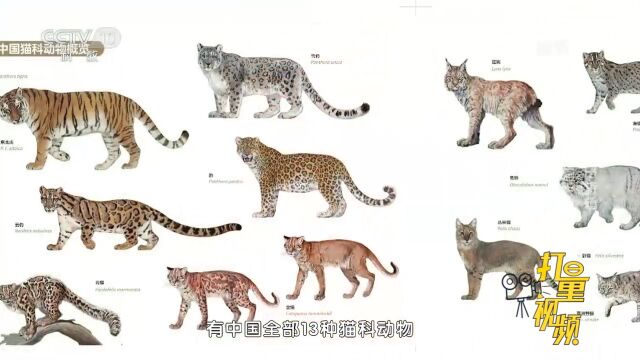 中国猫科动物\