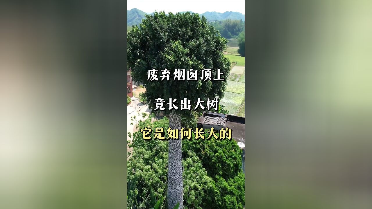 探秘奇迹:废弃烟囱顶上的生命礼赞——一棵树的坚韧生存