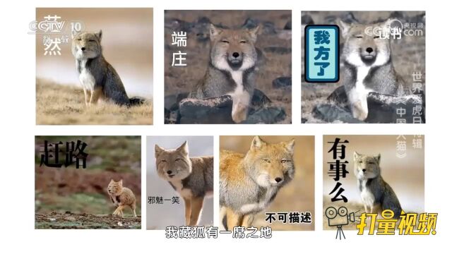 语言风趣!《中国大猫》一本科学又有趣的科普读物,很值得一读