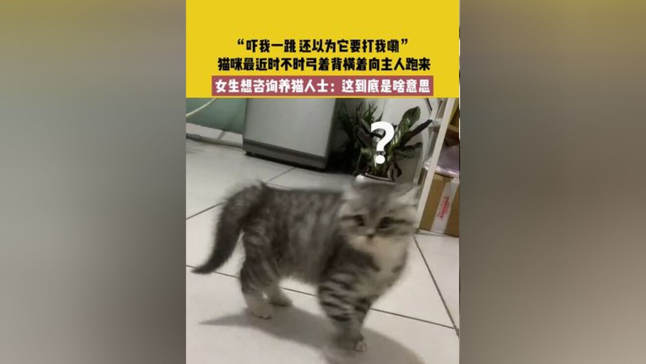 12月2日北京,“吓我一跳 还以为它要打我嘞”, 猫咪最近时不时弓着背横着向主人跑来,女生想咨询养猫人士:这到底是啥意思