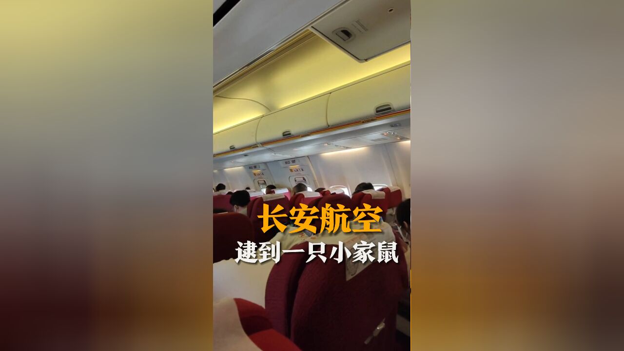 长安航空客舱发现老鼠 客服:逮到一只小家鼠 飞机已排除安全隐患