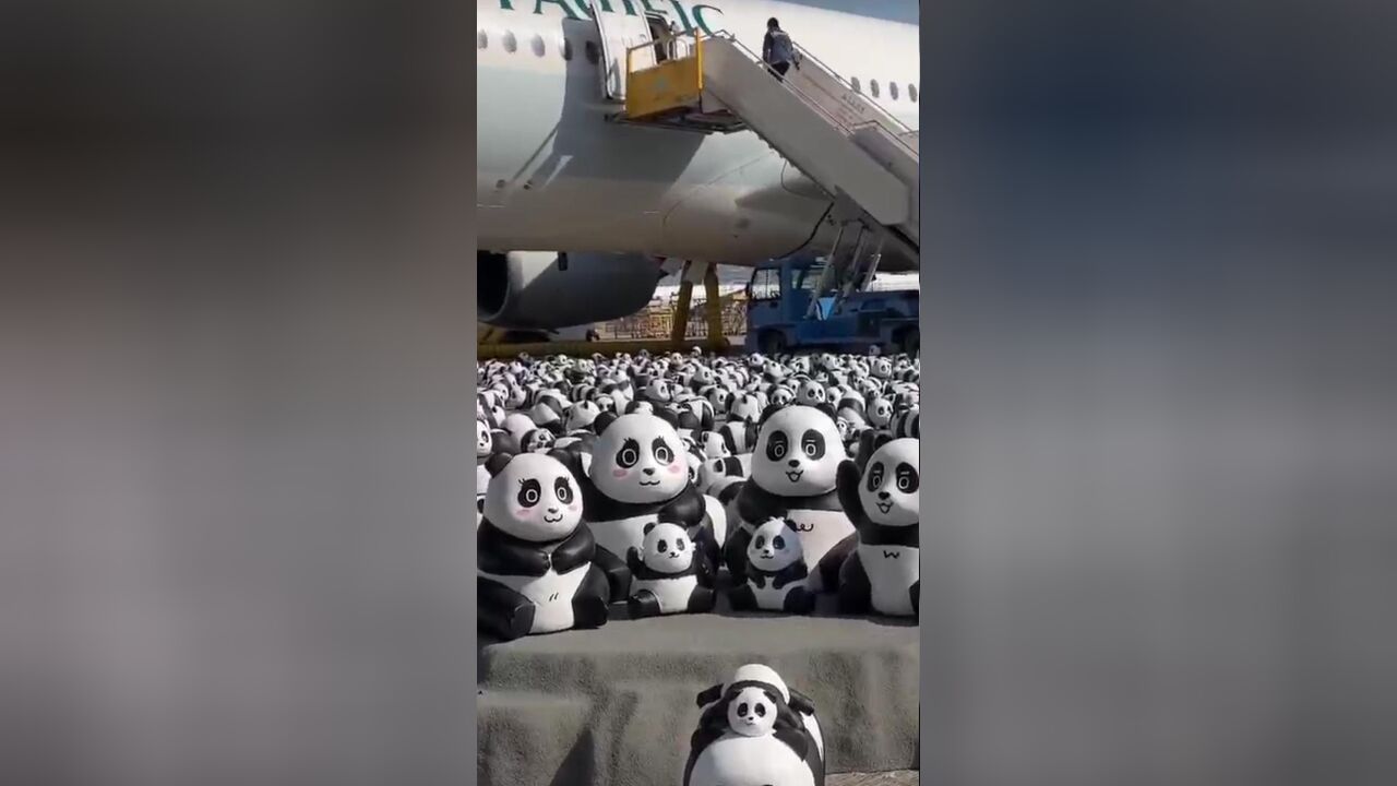 PANDA GO!2500只大熊猫雕塑惊喜现身香港,古天乐、佘诗曼有爱“接机”