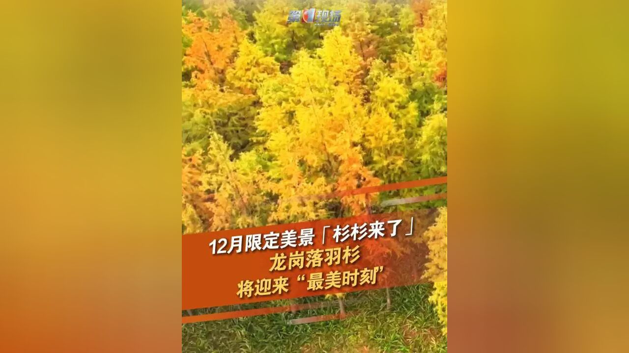 “杉杉来了”!12月的红花岭公园落羽杉群,悄然换上褐红色冬装......