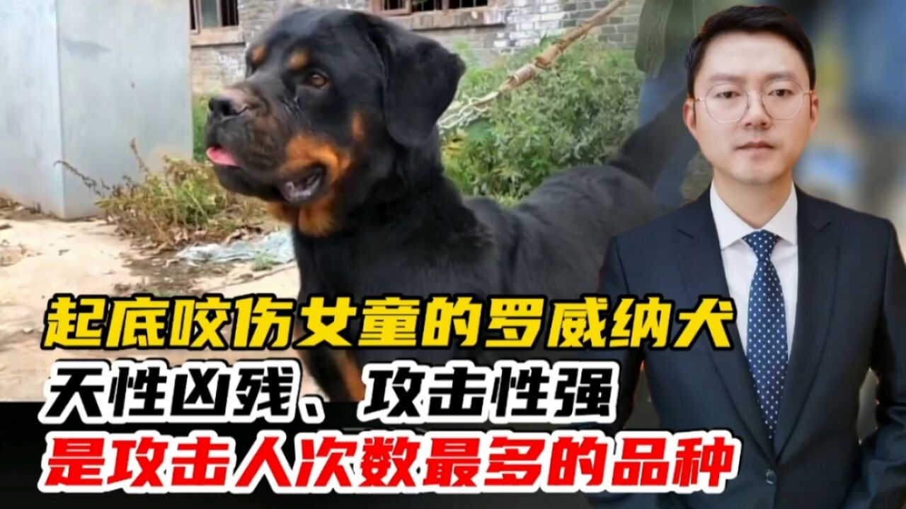 起底咬伤女童的罗威纳犬:天性凶残、攻击性强,是咬人最多的犬!