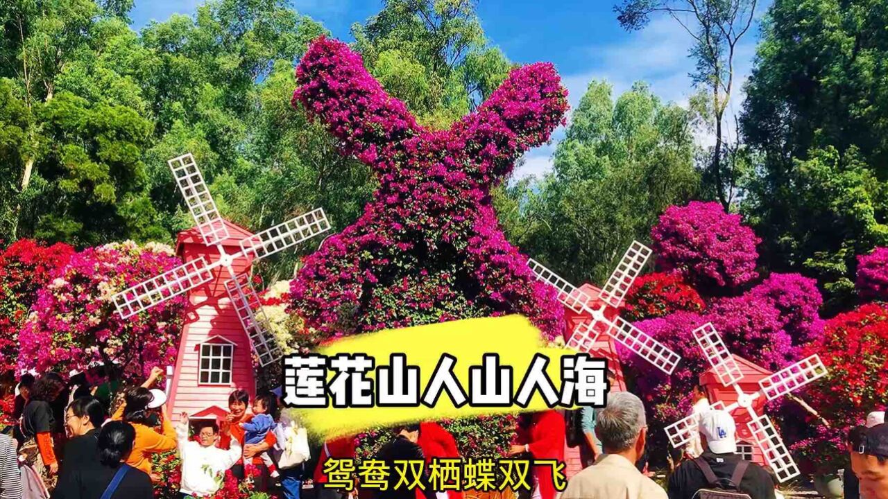 这段时间全深圳的市民都去莲花山公园了,你去打卡了吗?