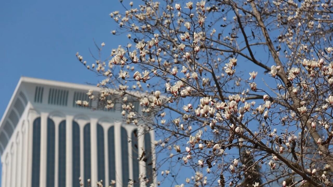 姹紫嫣红的春日 开启踏青赏花的模式