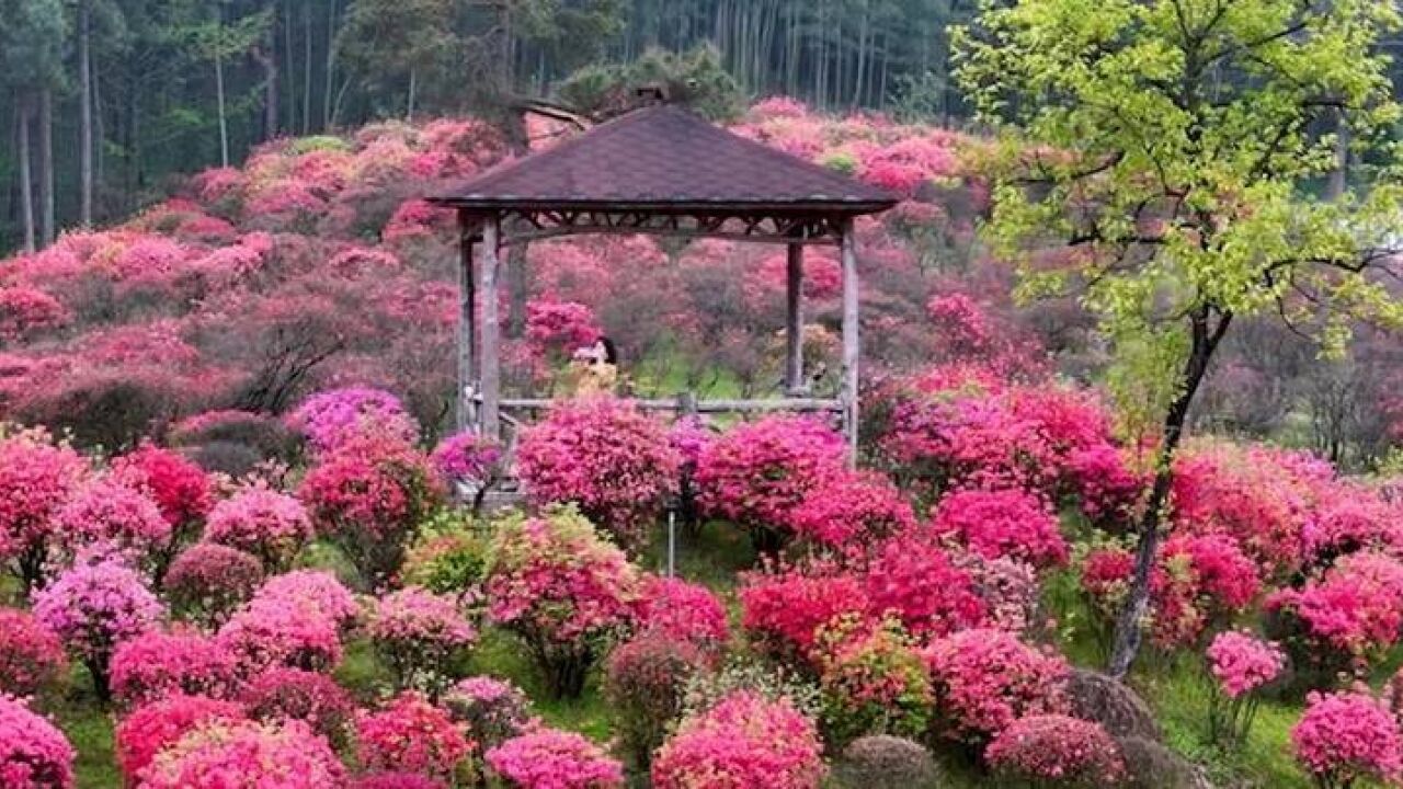 美!漫山遍野映山红美如调色盘