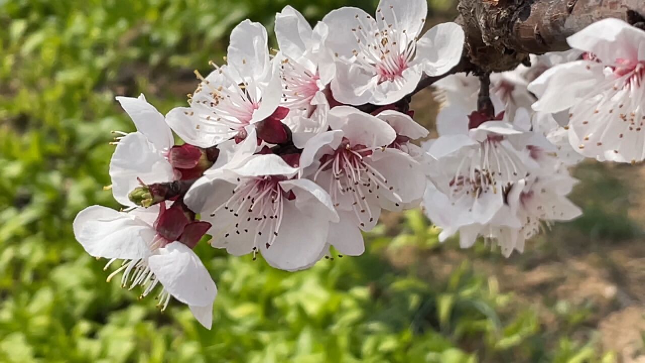 丹东东港杏花闹大了!仅合隆一户农家杏梅树,就抢了春天风景