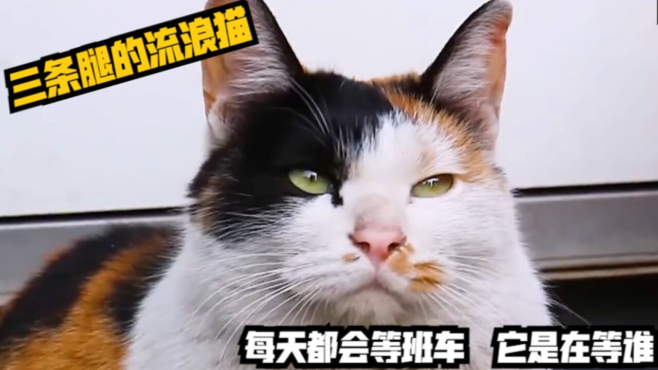 三条腿的流浪猫,每天都会等班车?它是在等谁