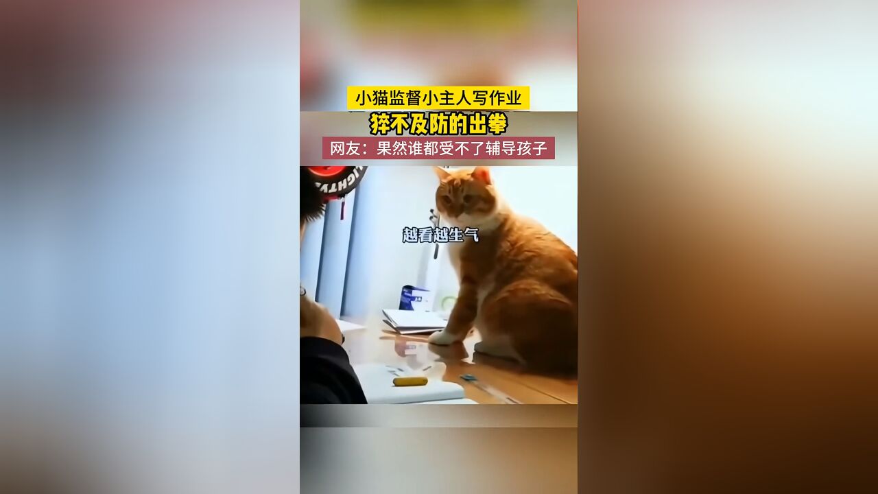 喵咪监督小主人写作业