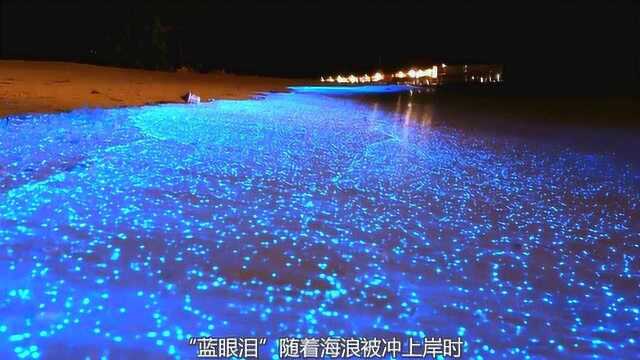 只因海水里有“蓝眼泪”,马尔代夫的海滩,成了美到窒息的存在