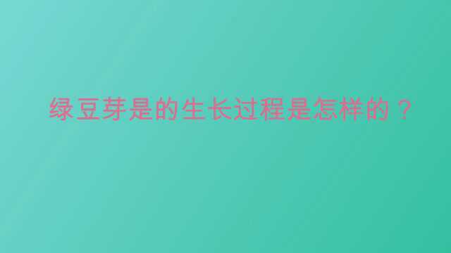 绿豆芽是的生长过程是怎样的?