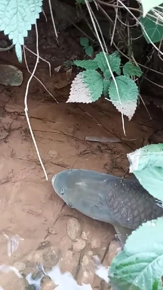 Thumbplayer Poster Plugin Image