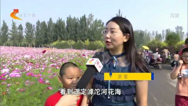 石家庄再添打卡圣地——滹沱河花海!五颜六色惹人醉