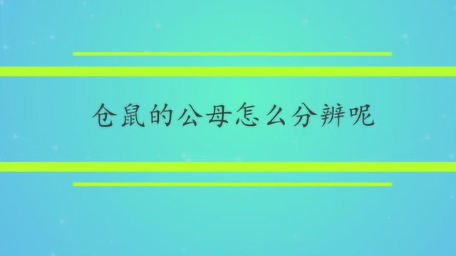 仓鼠的公母怎么分辨呢