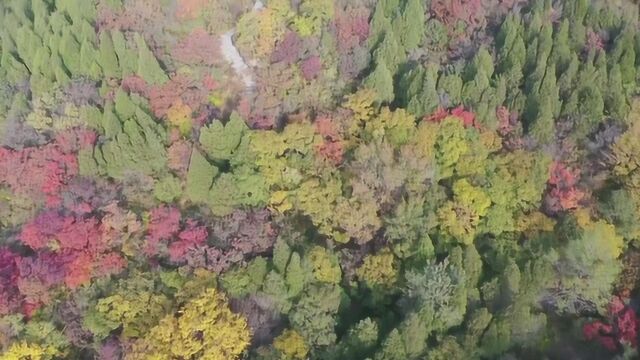 快去打卡~北京这几个地方的彩叶美翻了!