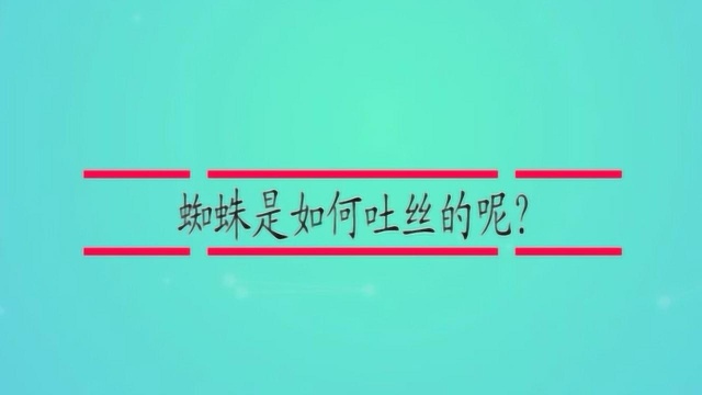 蜘蛛是如何吐丝的呢?