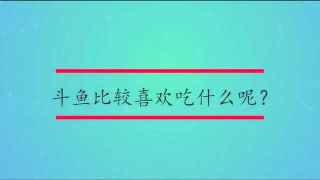 斗鱼比较喜欢吃什么呢?