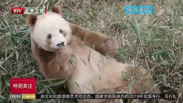 官宣!公布三只秦岭熊猫宝宝征名结果!分别为佳佳、园园、秦酷儿!