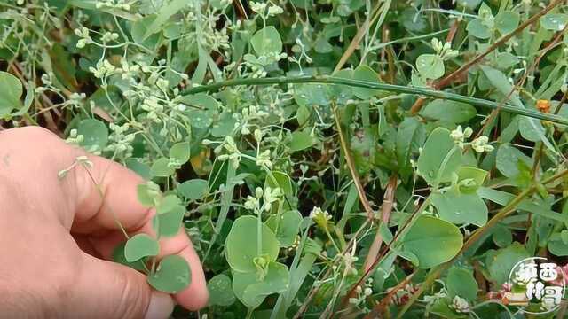 荷莲豆草,浑身是宝,农民当猪草看待,这些用途好多人不知道