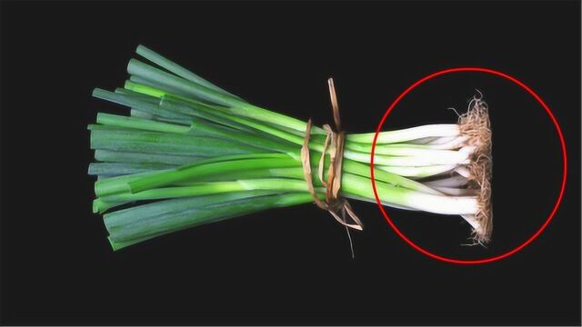 大葱的根部别扔了,随手扔进花盆里,真是厉害了,以后再也不扔了