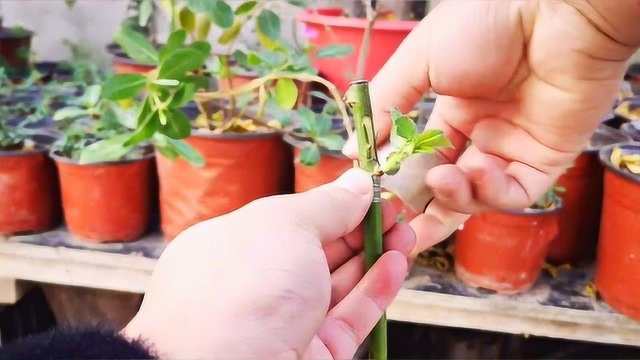 树状月季嫁接正当时,采用这种操作方法较合适,简单易学