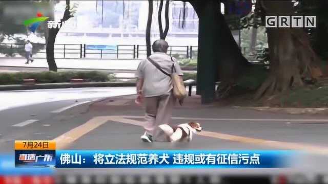 央视关注!佛山将立法规范养犬,违规或有征信污点