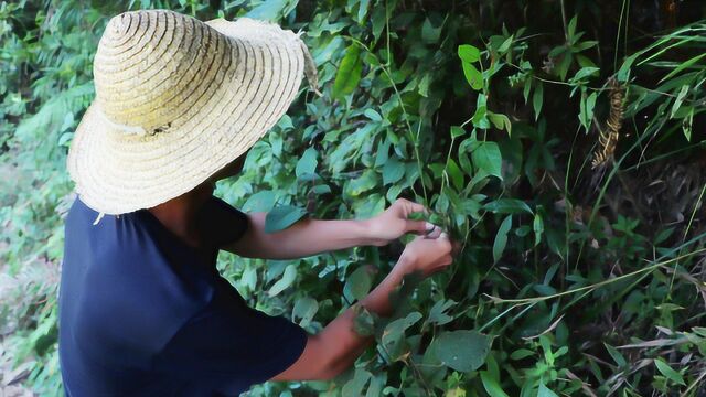 油漆过敏、皮肤瘙痒、斑疹等,农村山间这种常见草药听说很有效!